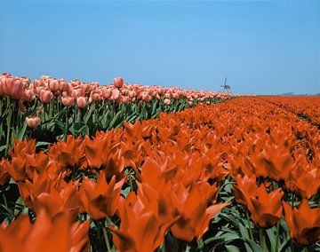 Tulpen en molen van Rene van der Meer
