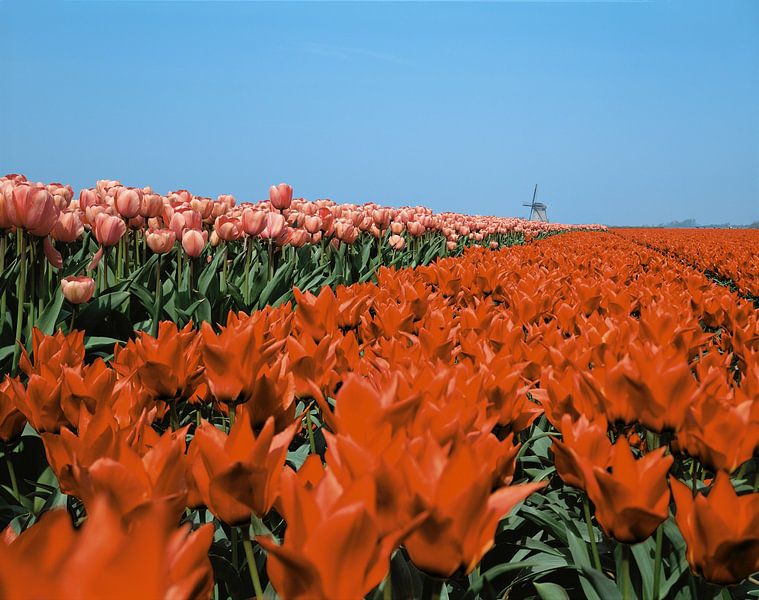 Tulipes et moulin par Rene van der Meer