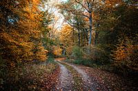 Wandern durch den Dorm