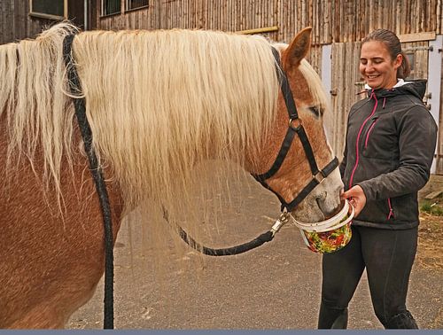 Fotoshoot met lichtbruine Haflinger met beige manen