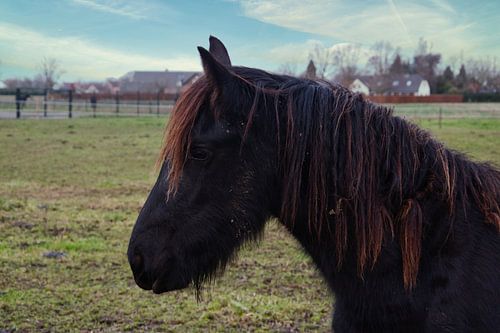 Jong zwart bruin paard met oranje manen