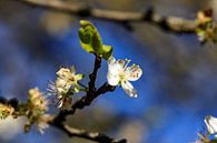 Blüte im Frühling 2 von Hans Vos Fotografie Miniaturansicht