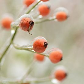 Rosehips in winter. by Margo Biewinga