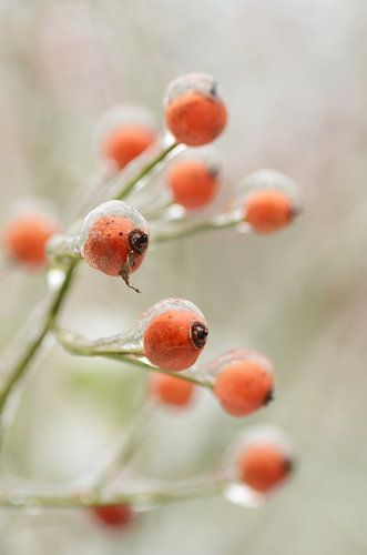 Hagebutten im Winter. von Margo Biewinga