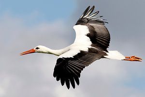 Ooievaar