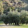 Majestueuze olijfboom van Jan Katuin