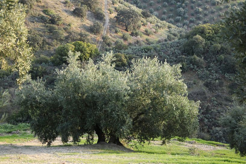 Majestic olive tree by Jan Katuin
