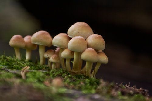 Autumn in the country