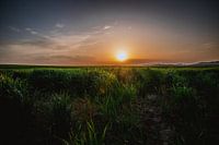 Sonnenuntergang auf dem grünen Gras