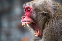 Macaque japonais