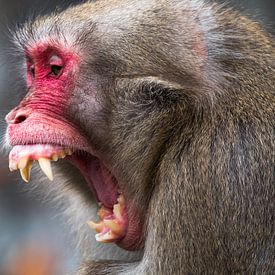 Japanese macaque by Dirk Stöckle