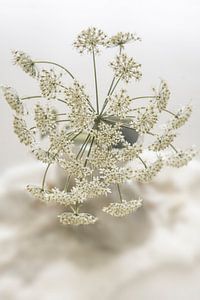 Blume. Bildschirm Blumen. Basic beige-grau.