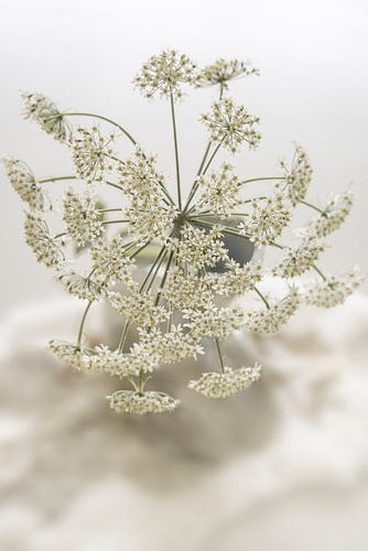 Bloem. Schermbloemigen. Basic beige grijs en zilver.