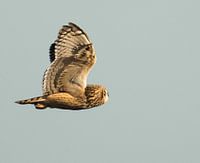 Short-eared owl 