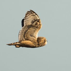Short-eared owl  by Annelies 't Hooft