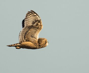 Short-eared owl  by Annelies 't Hooft