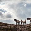 Wild Horses by Wendy Bos