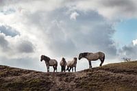 Wild Horses