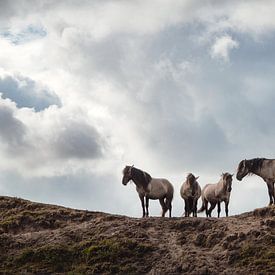 Chevaux sauvages sur Wendy Bos