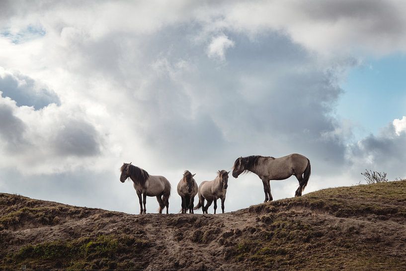 Wilde Pferde von Wendy Bos