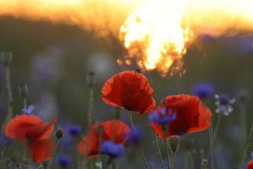 klaprozenveld in zonsondergang duitsland van Frank Fichtmüller