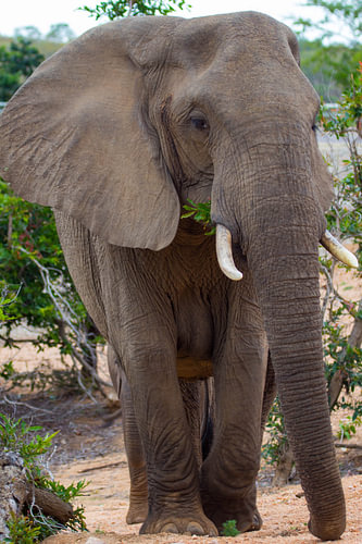 Olifant in het Kruger National Park