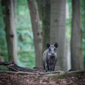 Wild zwijn in het bos van Tom Zwerver