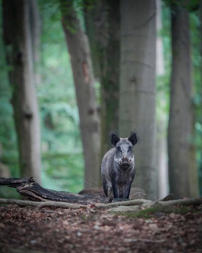 Wild boar in the forest