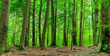 Prachtig groen bospanorama met weelderig bladerdek van loofbomen van Alex Winter