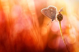 Only three summer days by Bob Daalder