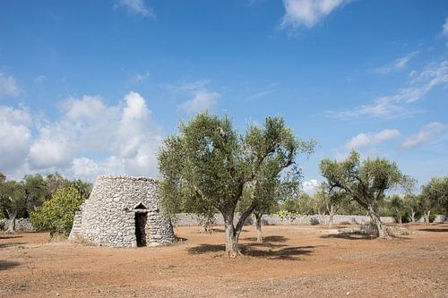 Olijfboomgaard in Zuid-Italie