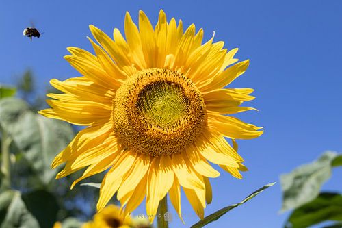 Een Tijdloos Tafereel: De Hommel en de Zonnebloem