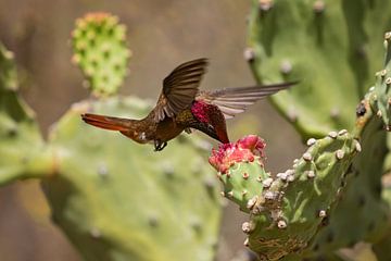 Muskie Hummingbird