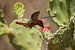 Muskiet Kolibrie van gea strucks