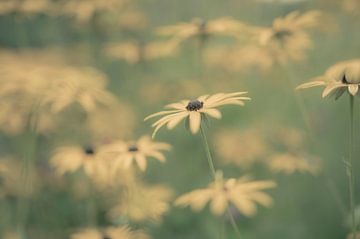 fleurs partie 191 sur Tania Perneel