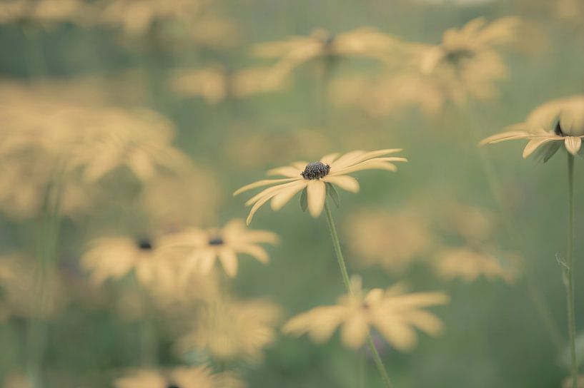 flowers part 191 by Tania Perneel