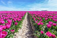 Bloemenveld met paarse tulpen en pad van Ben Schonewille thumbnail