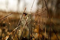Web in het hoge gras