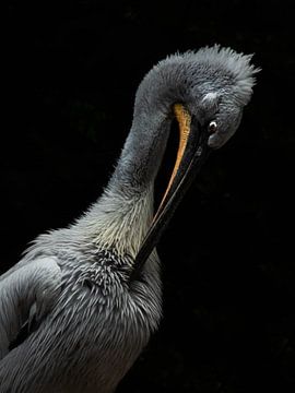 Poetsende kroeskop pelikaan. van Wouter Van der Zwan