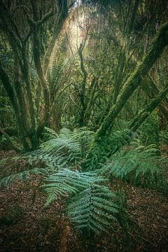 New Zealand Jungle in the Catlins by Jean Claude Castor