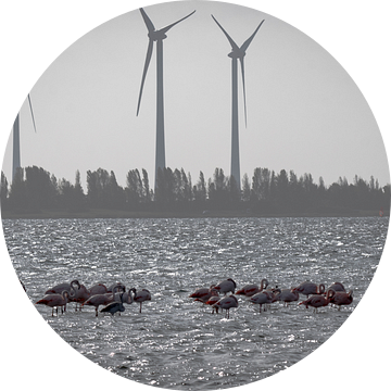 Flamingo's in Nederland (Zeeland) van Danny de Jong