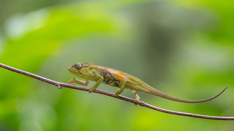Mulanje Kameleon by Ronald Zimmerman