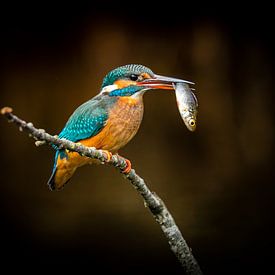 Kingfisher with fish by Peter Ruijs