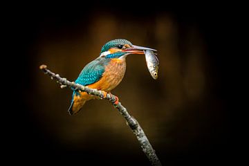 IJsvogel met visje van Peter Ruijs