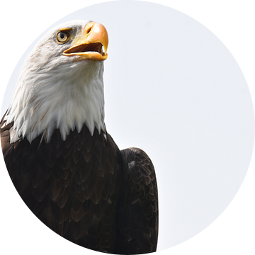 The eagle has landed