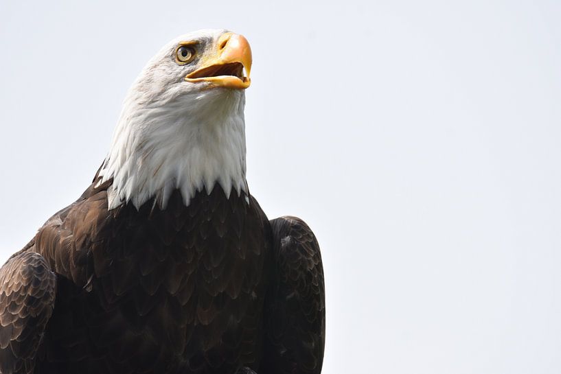 Der Adler ist gelandet von Richard Kuipers