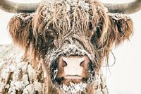 Highlander écossais dans la neige en hiver