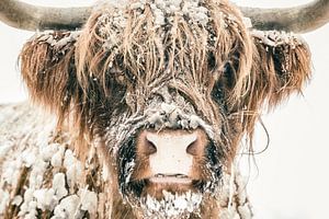 Schotse Hooglander in de sneeuw tijdens de winter van Sjoerd van der Wal Fotografie