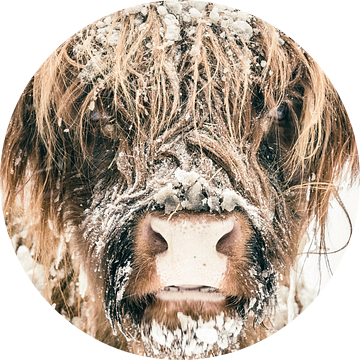 Schotse Hooglander in de sneeuw tijdens de winter van Sjoerd van der Wal Fotografie