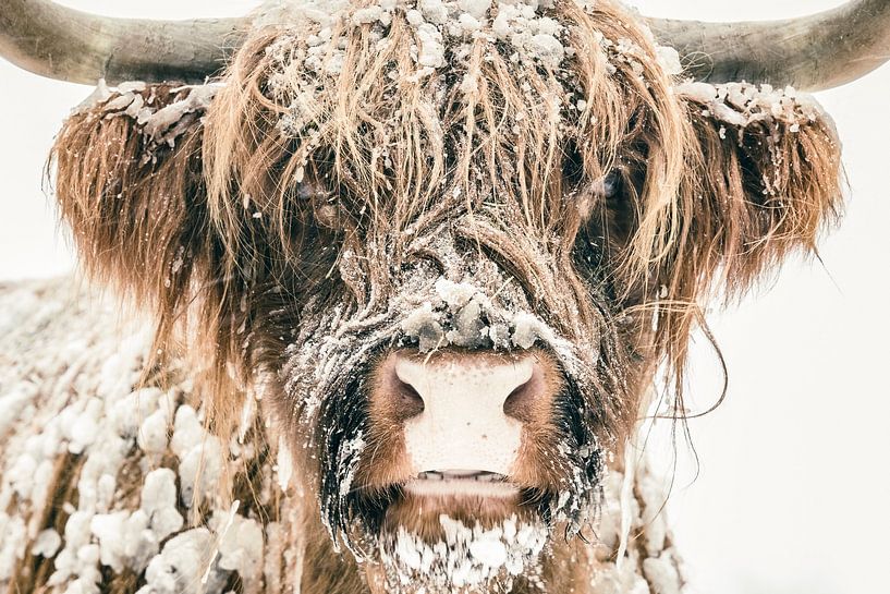 Highlander écossais dans la neige en hiver par Sjoerd van der Wal Photographie